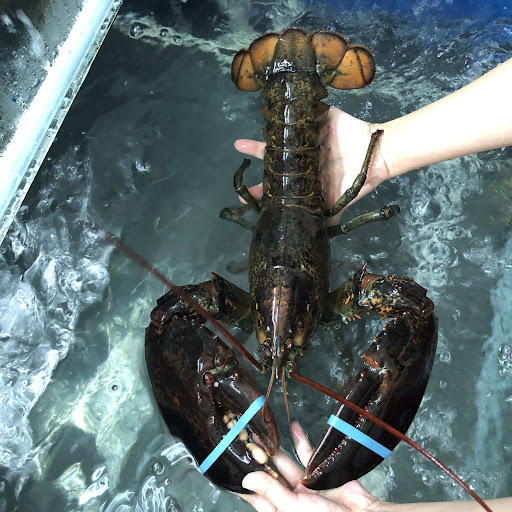 10+ địa chỉ bán tôm hùm alaska uy tín tươi sống chất lượng tại Hà Nội