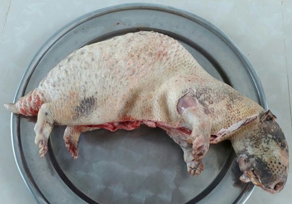 Bảng báo giá thịt nhím giá rẻ nhất hiện nay 2