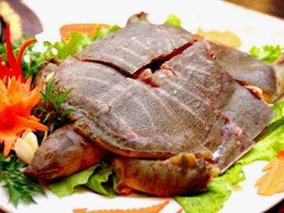 Bảng báo giá ba ba tại Hà Nội