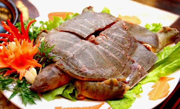 Bảng báo giá ba ba tại Hà Nội