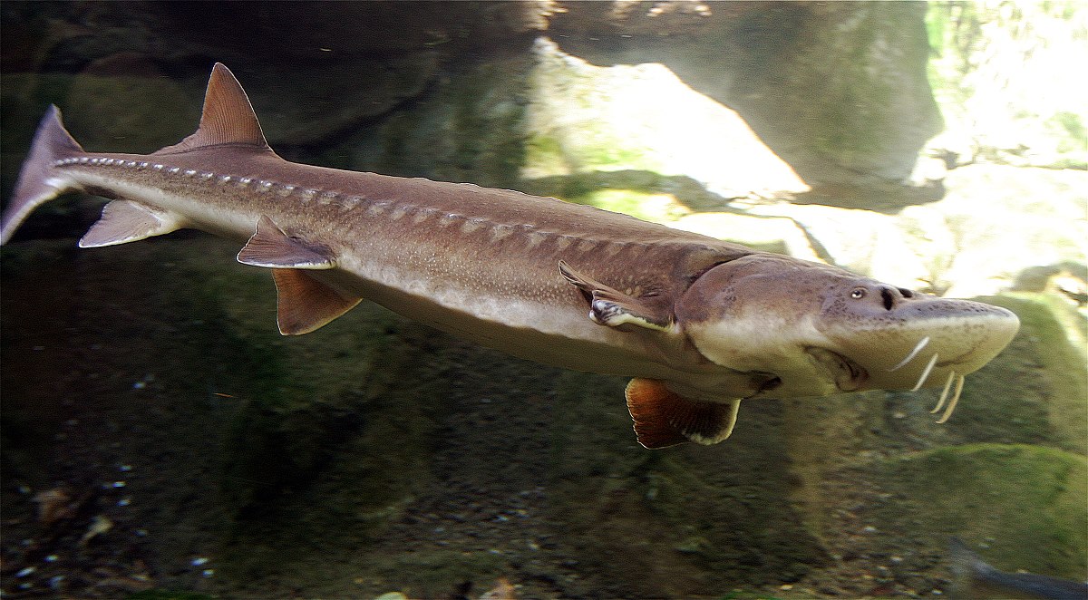 1200px-Sturgeon