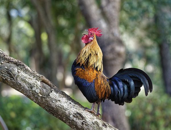 Bảng báo giá gà rừng giá rẻ nhất hiện nay