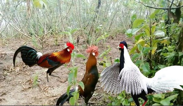 Bảng báo giá gà rừng giá rẻ nhất hiện nay 3