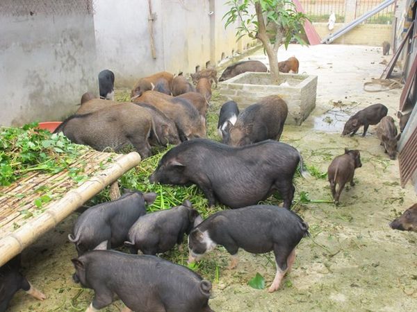 Bảng báo giá heo mán giá rẻ nhất hiện nay