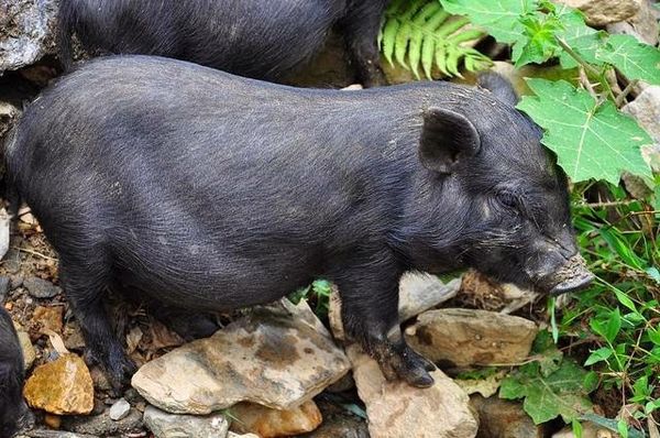 Bảng báo giá heo mán giá rẻ nhất hiện nay 3