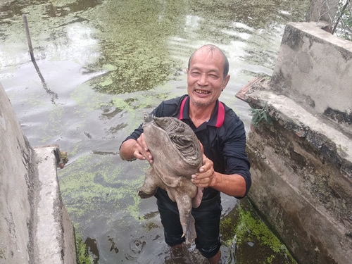 Ba ba gai mang đến nhiều giá trị sử dụng
