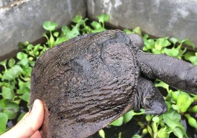 Nhiều hộ dân lựa chọn nuôi ba ba gai