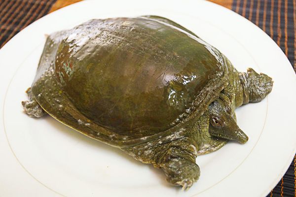 7+ Địa chỉ bán cua đinh giá rẻ chất lượng tại Hà Nội 1