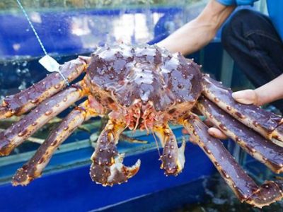 Bảng báo giá cua hoàng đế tại Hà Nội 1