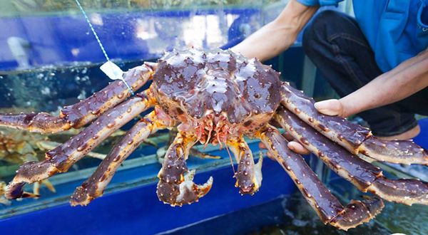 Bảng báo giá cua hoàng đế tại Hà Nội 1