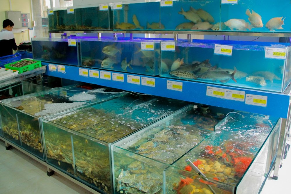 địa chỉ bán cá uy tín