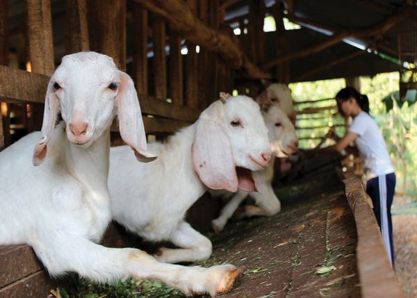 Bảng báo giá dê giá rẻ nhất hiện nay 4