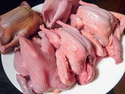 Địa chỉ bán chim uy tín tươi sống chất lượng tại Hà Nội