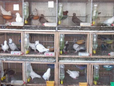 Địa chỉ bán chim uy tín tươi sống chất lượng tại Hà Nội