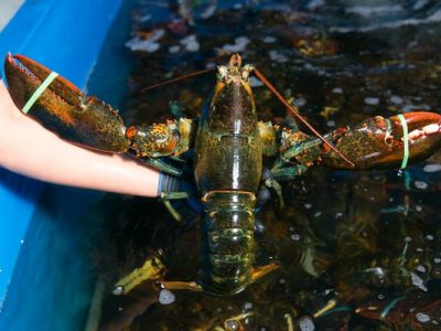 Bảng báo giá tôm hùm Alaska tại Hà Nội 3