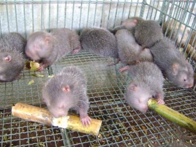 địa chỉ bán dúi tươi sống tại Hà Nội