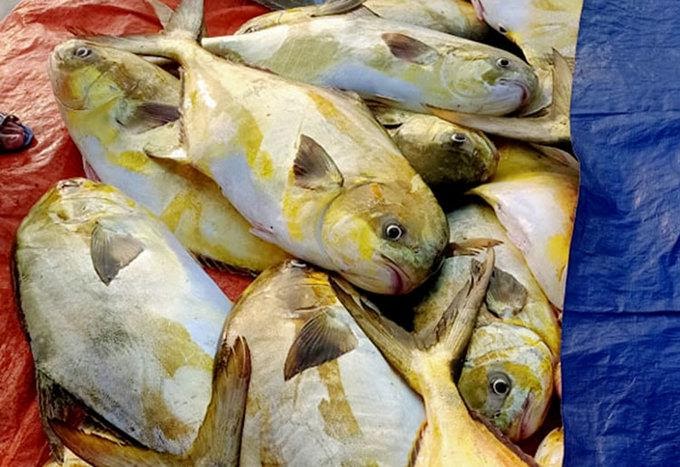 Bảng báo giá cá chim giá rẻ tươi sống nhất hiện nay