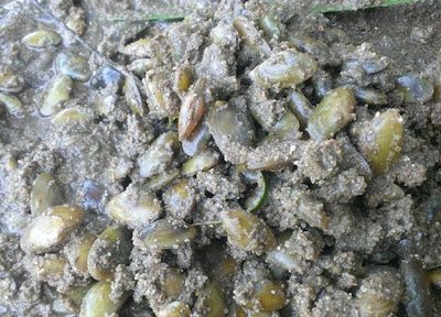 Bảng báo giá con don giá rẻ nhất hiện nay