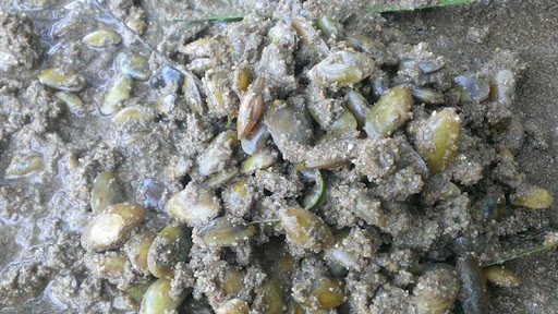 Bảng báo giá con don giá rẻ nhất hiện nay