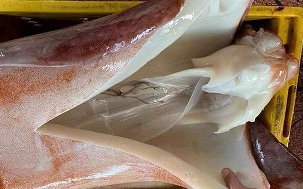 Chế biến món mực xà như thế nào thơm ngon, hấp dẫn
