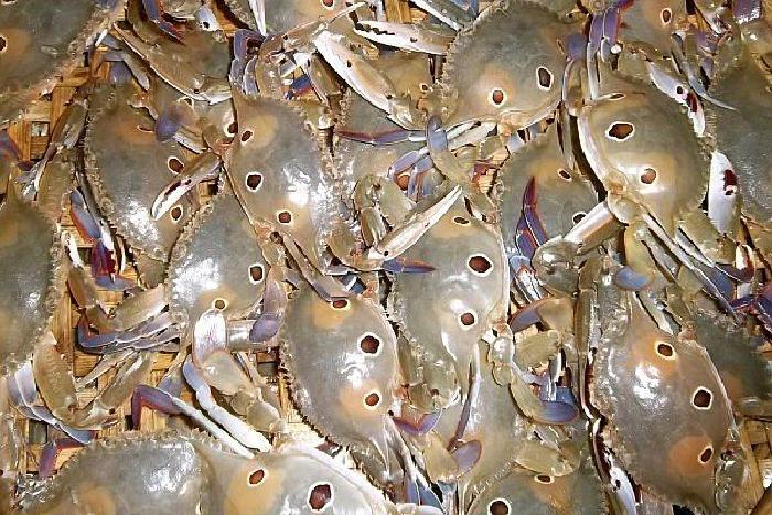 Bảng Giá Ghẹ Giá Rẻ Nhất Hiện Nay Bảng Giá Ghẹ Giá Rẻ Nhất Hiện Nay
