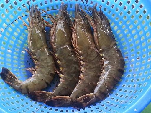 Bảng báo giá Tôm giá rẻ tươi sống nhất hiện nay