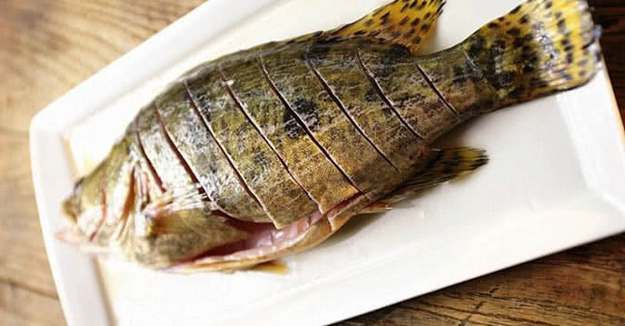 Cá Mú Sống