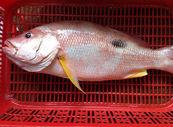 Cá hồng