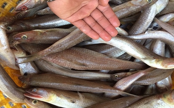Cá mối