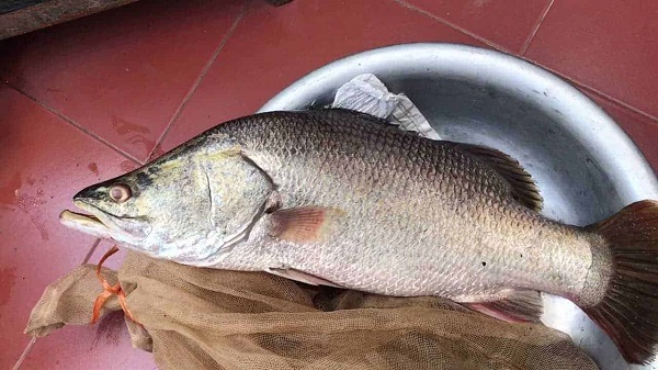 Cá vược