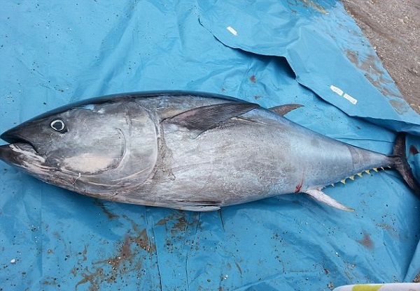 Cá ngừ vây xanh