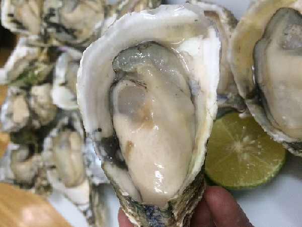 Cách chế biến hàu thành những món ăn ngon khó cưỡng