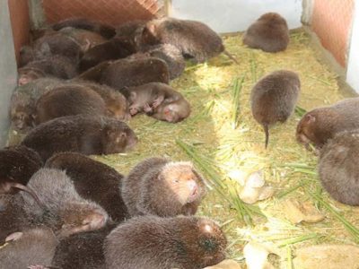 Con dúi là gì? thịt dúi bao nhiêu tiền 1 kg?