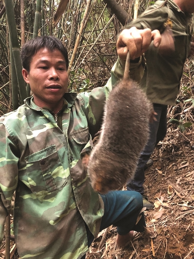 Người dân bắt dúi trong rừng