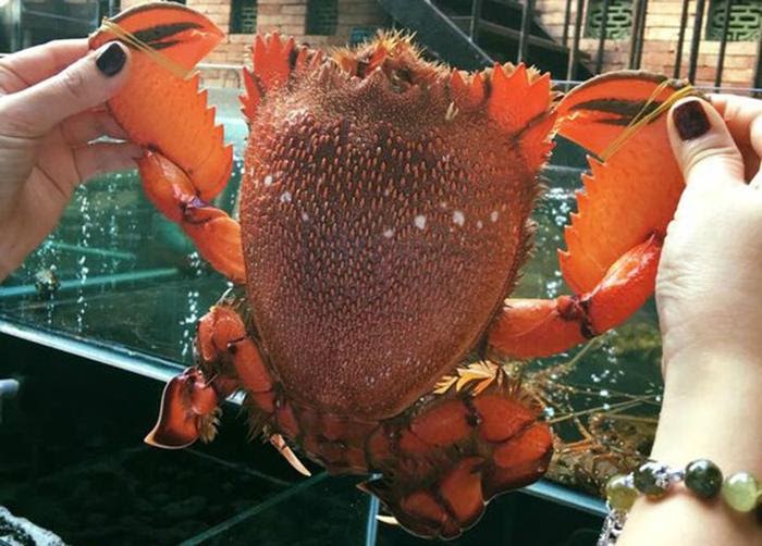 Cua hoàng đế và Cua Huỳnh Đế khác nhau