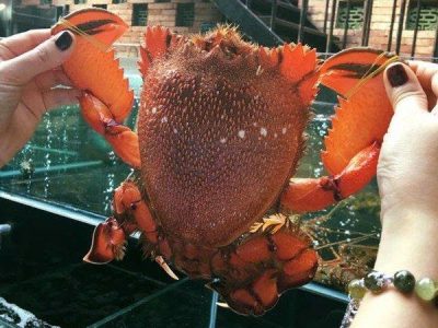 Cua Huỳnh Đế làm món gì ngon? Giá bao nhiêu tiền hiện nay?