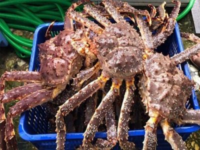 ĐỊA CHỈ BÁN CUA HOÀNG ĐẾ UY TÍN GIÁ RẺ TP HCM