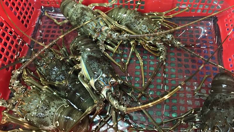 foody-12-636243878681801831