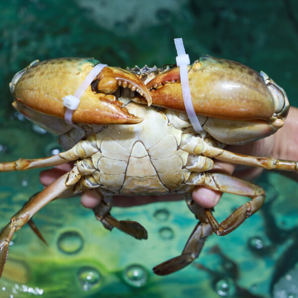 Yếm nhỏ hình tam giác.