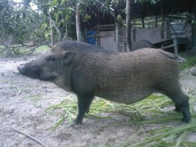Lợn rừng (heo rừng) giá bao nhiêu tiền hiện nay
