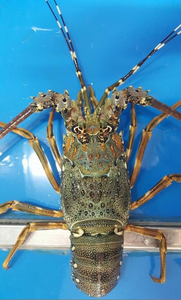 Lưu bản nháp tự động Lưu bản nháp tự động
