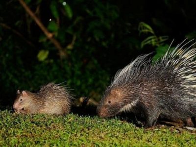 Con nhím là gì? Giá bao nhiêu tiền hiện nay