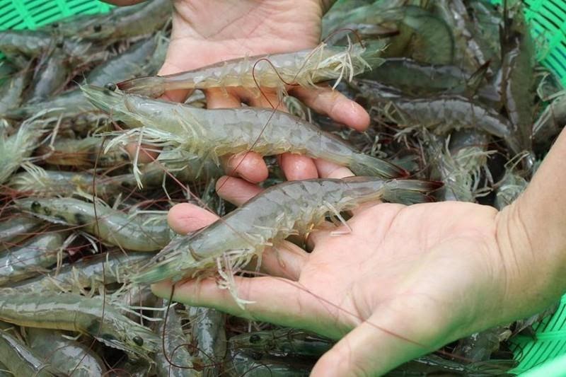 Tôm làm món gì ngon? Giá bao nhiêu tiền hiện nay?